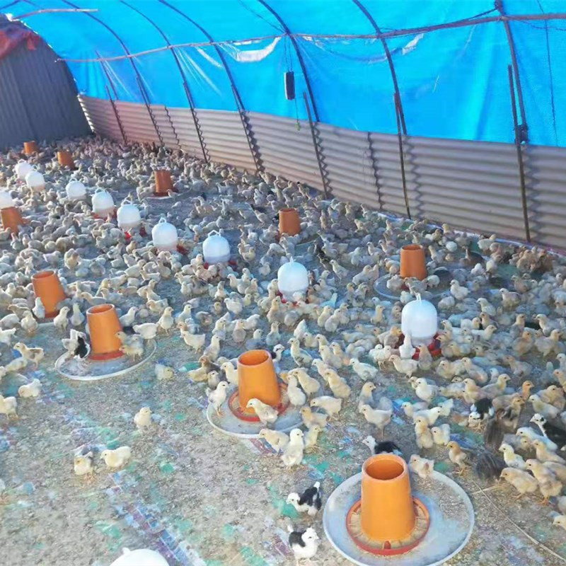 红公鸡苗本地细脚高腿鸡苗适合生态散养抗病力强
