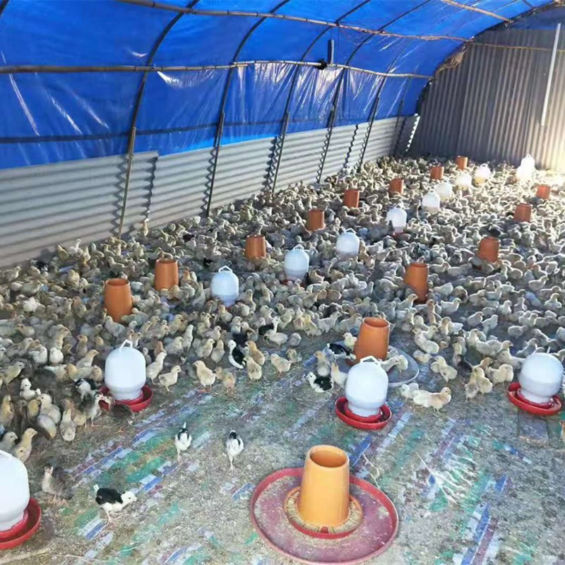 红公鸡苗本地细脚高腿鸡苗适合生态散养抗病力强