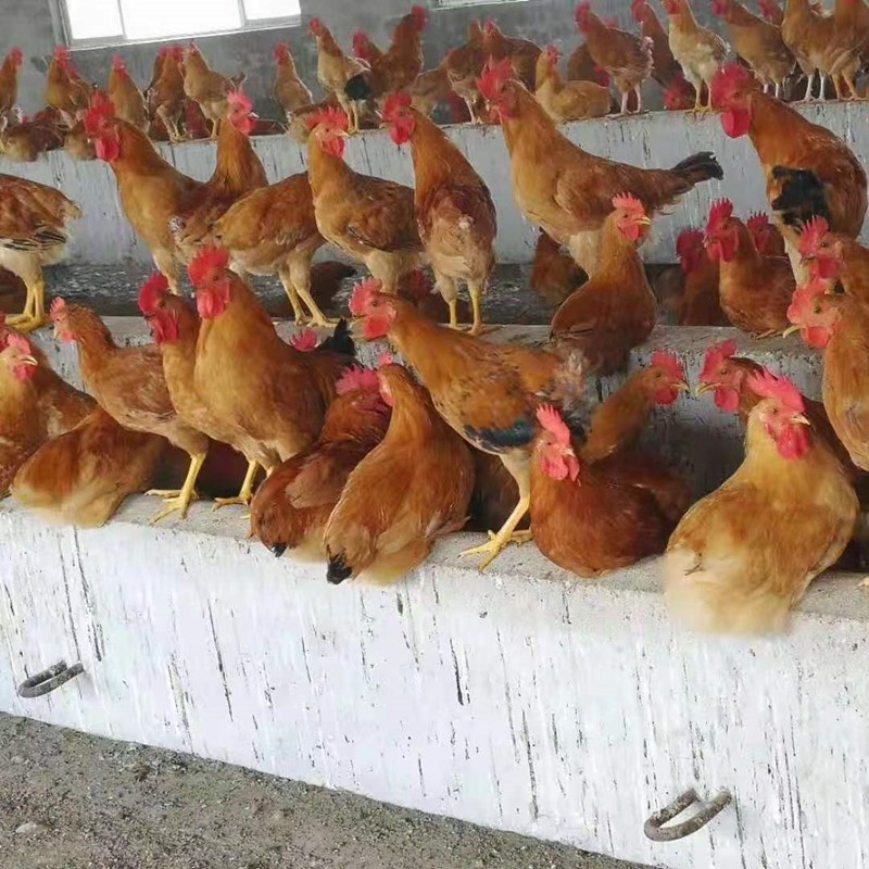 土鸡苗小脚高腿红羽土鸡苗质量保证疫苗齐全