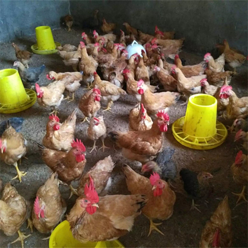土鸡苗小脚高腿红羽土鸡苗质量保证疫苗齐全
