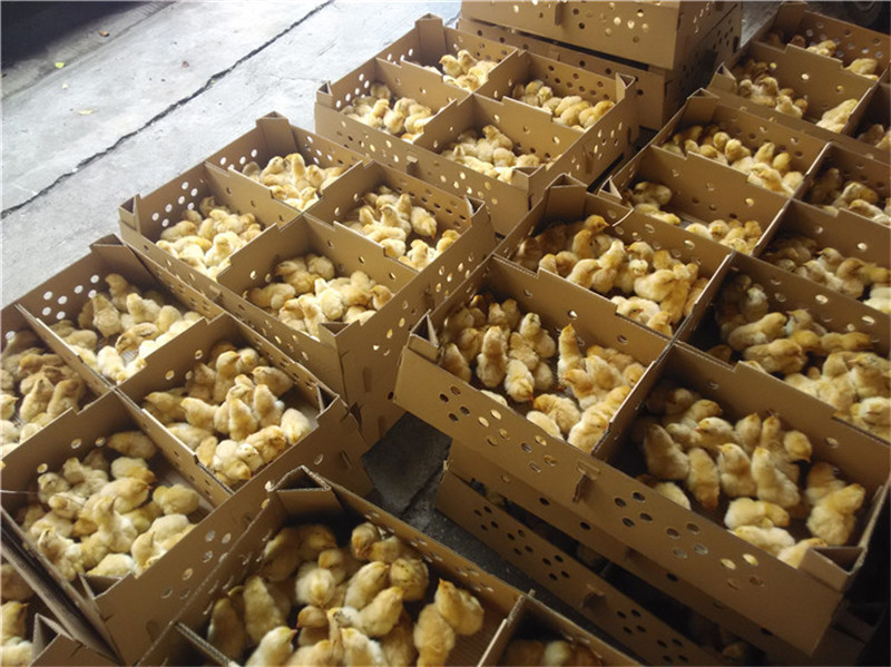 土鸡苗小脚高腿红羽土鸡苗质量保证疫苗齐全
