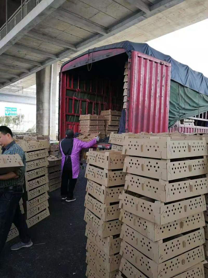 土鸡苗小脚高腿红羽土鸡苗质量保证疫苗齐全