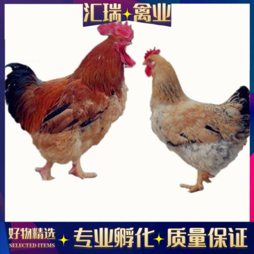 【快大型】正品K9鸡苗孵化基地直销优良品质