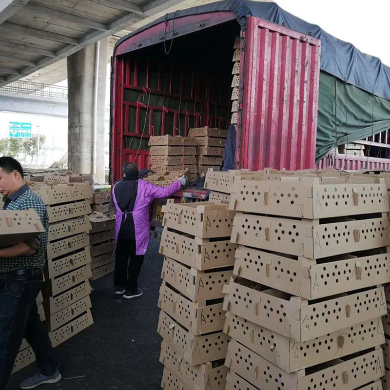 孵化基地供应土鸡苗三黄鸡苗运输包活全国发货