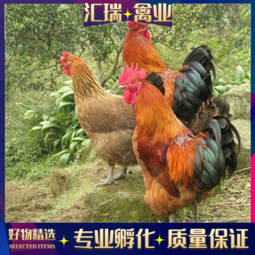 肉鸡苗批发快大青脚麻鸡苗涨速快抗病力強