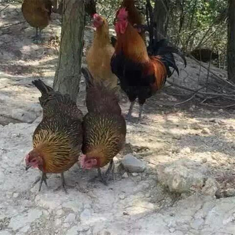 肉鸡苗批发快大青脚麻鸡苗涨速快抗病力強