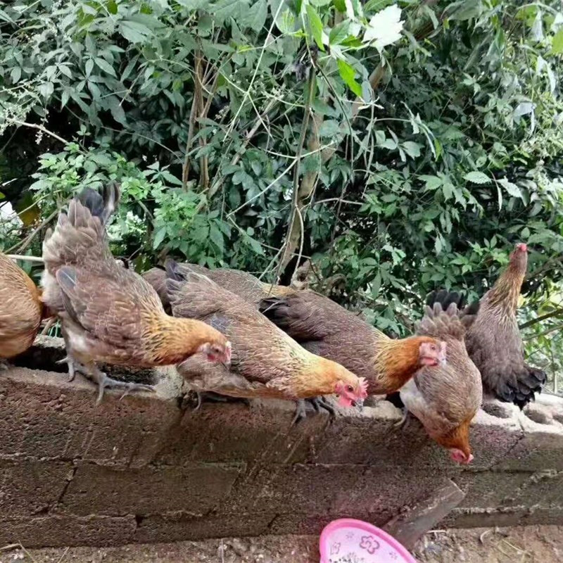肉鸡苗批发快大青脚麻鸡苗涨速快抗病力強