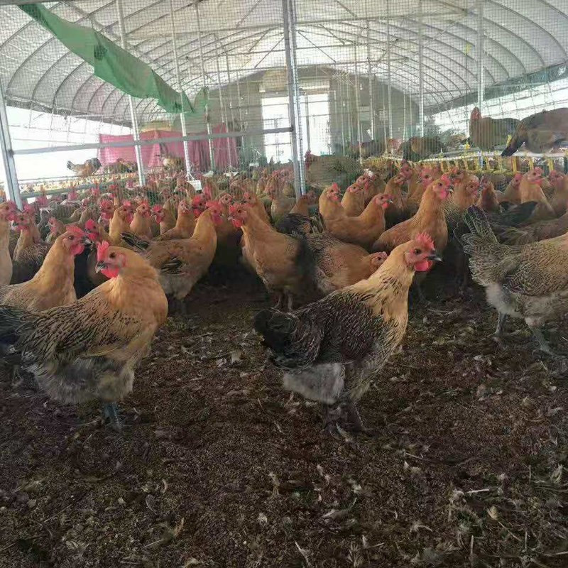 肉鸡苗批发快大青脚麻鸡苗涨速快抗病力強
