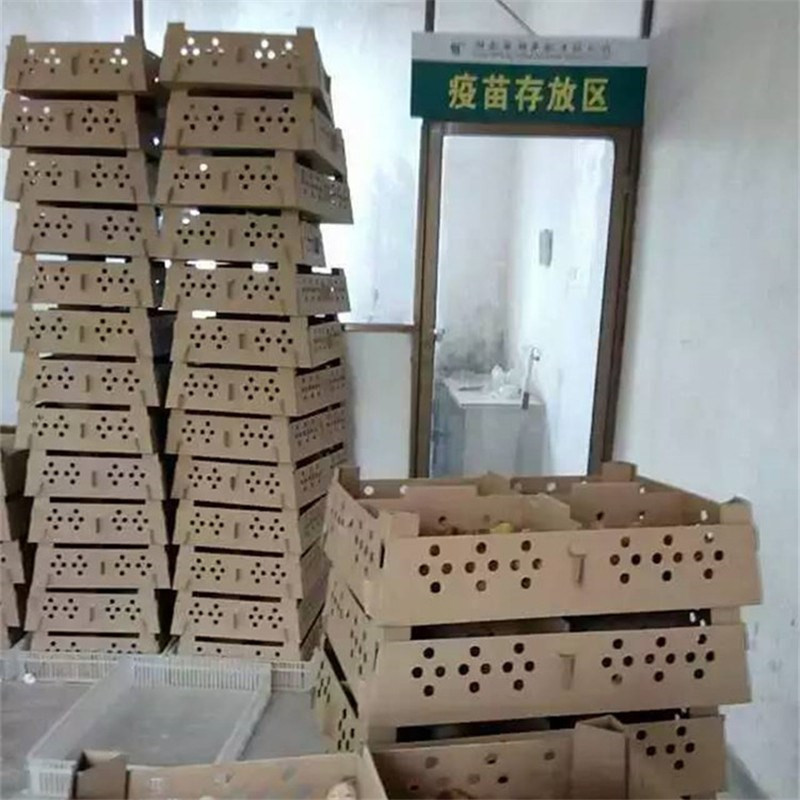 肉鸡苗批发快大青脚麻鸡苗涨速快抗病力強