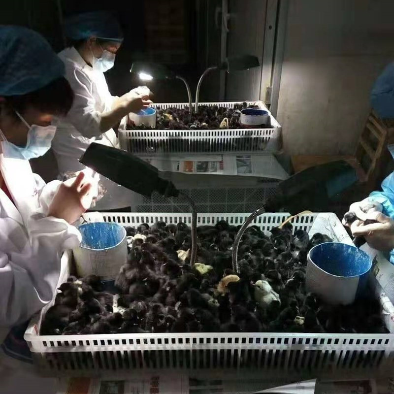 常年批发优质/乌骨鸡苗/包一针疫苗免费提供养殖技术