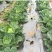 农用地膜薄膜除草膜保湿膜黑色地膜白色地膜银黑膜双白膜