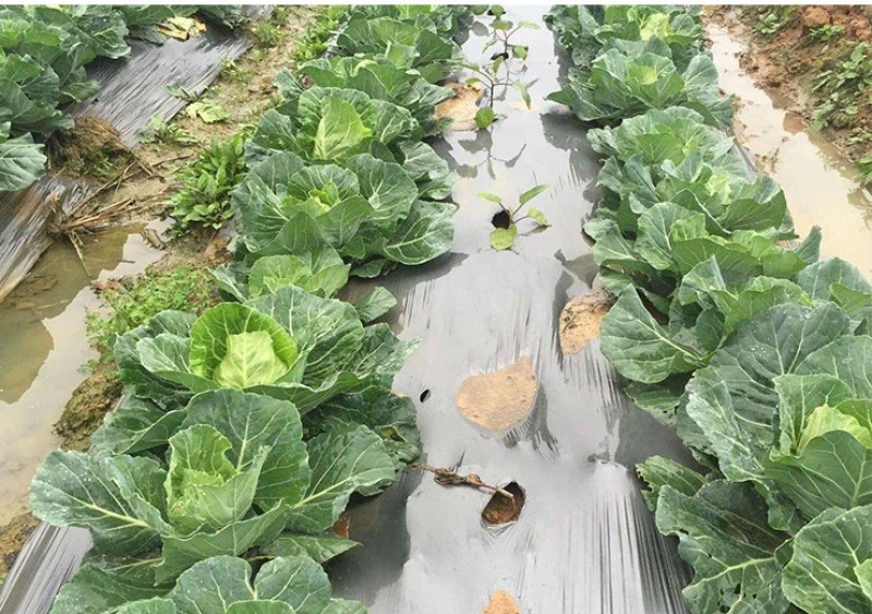 农用地膜薄膜除草膜保湿膜黑色地膜白色地膜银黑膜双白膜