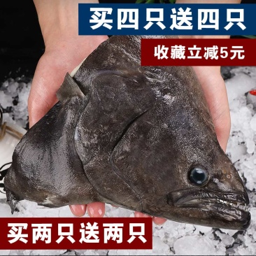 包邮深海进口新鲜比目鱼格林兰碟鱼头鸦片鱼头浙江省/舟