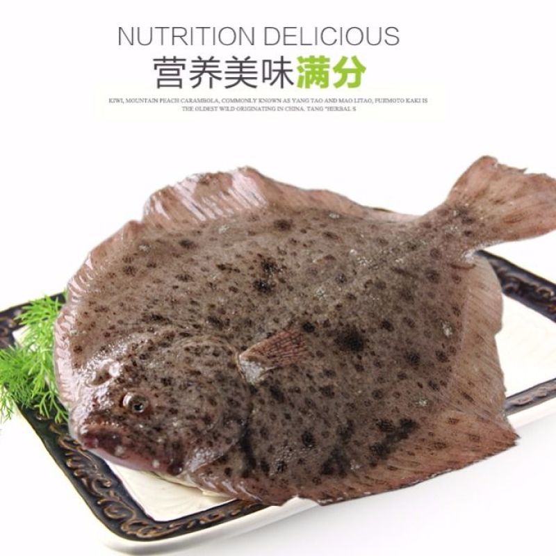 包邮新鲜银屏鱼多宝鱼比目鱼八宝鱼
