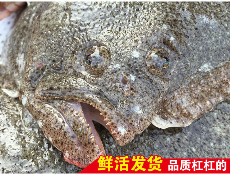 包邮新鲜银屏鱼多宝鱼比目鱼八宝鱼
