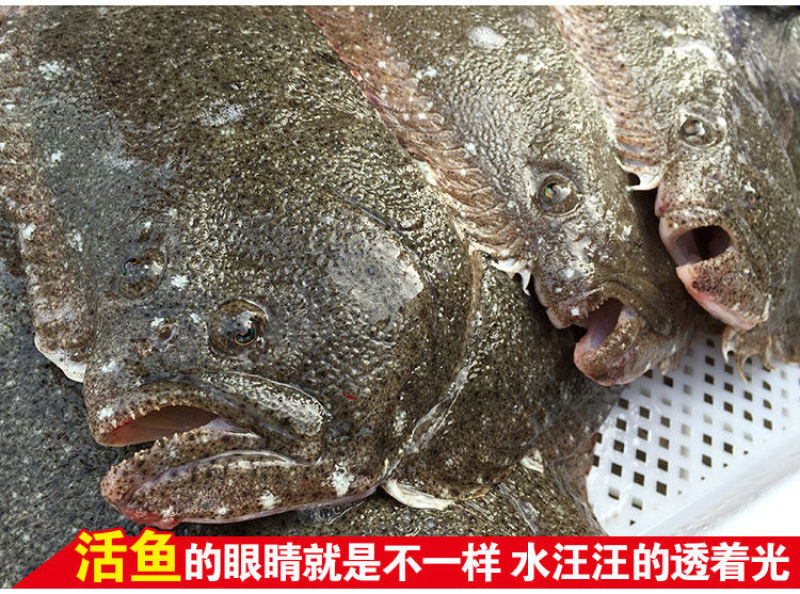 包邮新鲜银屏鱼多宝鱼比目鱼八宝鱼