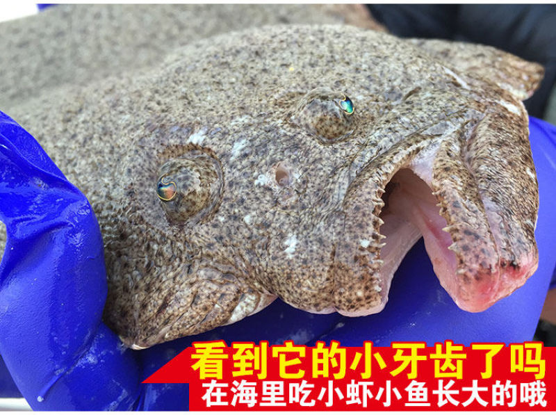 包邮新鲜银屏鱼多宝鱼比目鱼八宝鱼