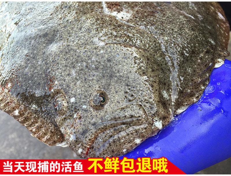 包邮新鲜银屏鱼多宝鱼比目鱼八宝鱼