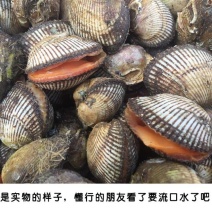 包邮鲜活毛蚶毛蛤血蛤送开壳器