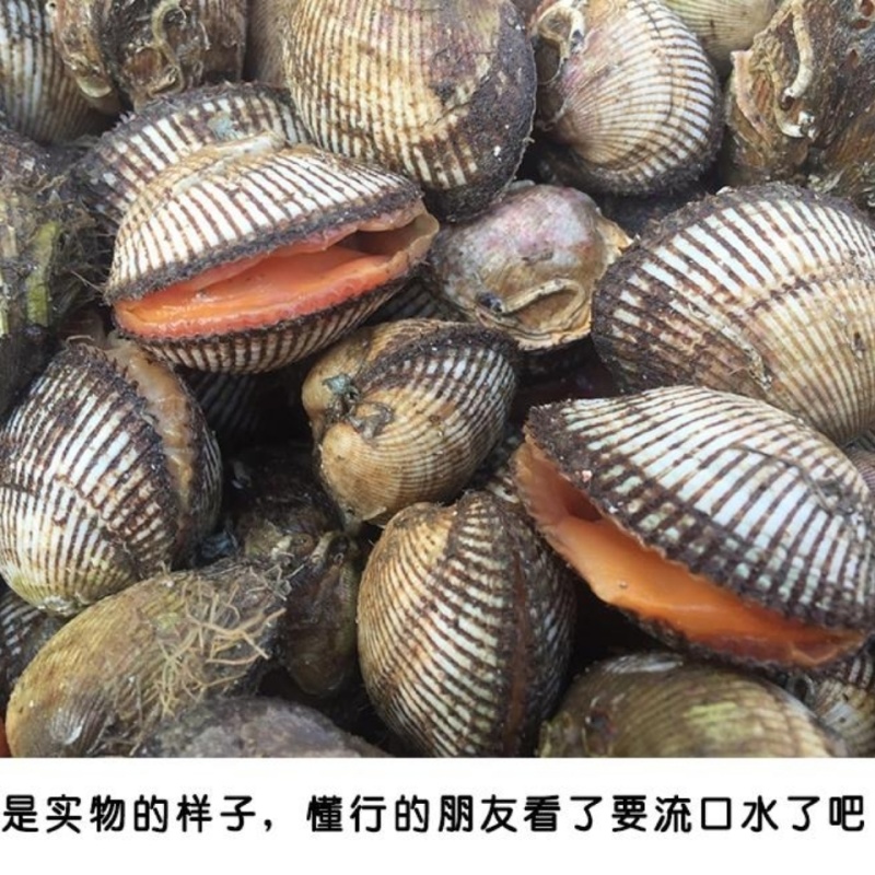 包邮鲜活毛蚶毛蛤血蛤送开壳器