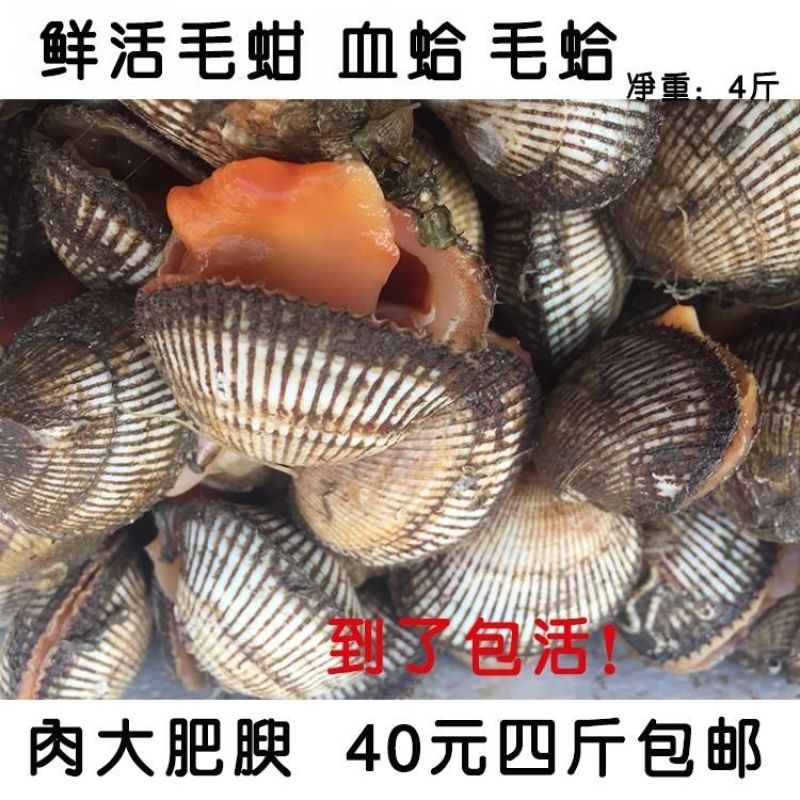包邮鲜活毛蚶毛蛤血蛤送开壳器