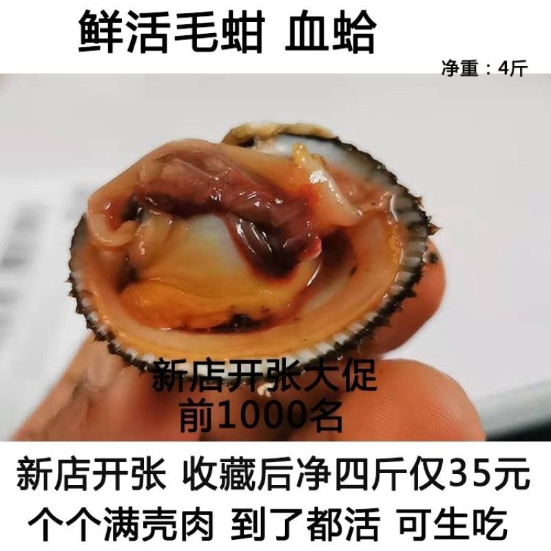 包邮鲜活毛蚶毛蛤血蛤送开壳器