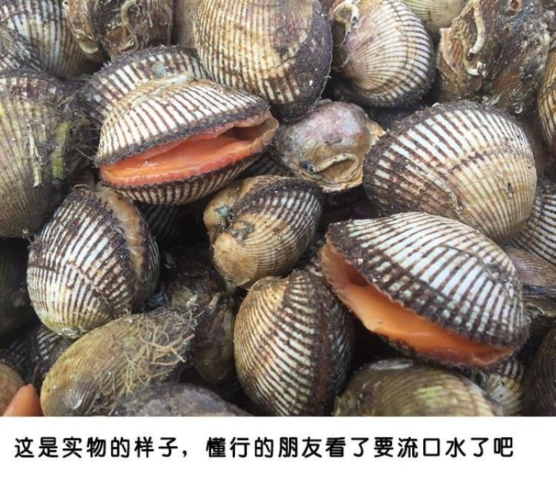 包邮鲜活毛蚶毛蛤血蛤送开壳器