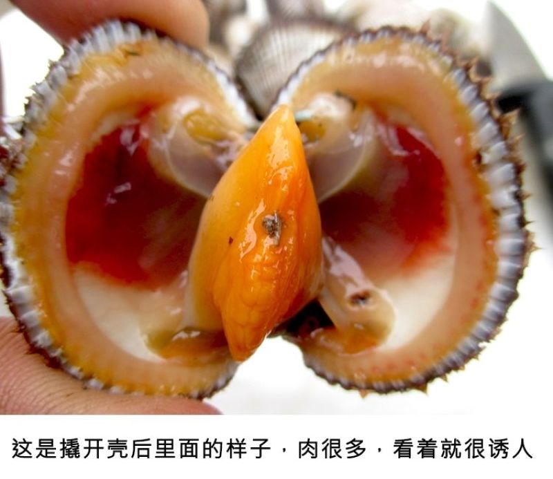 包邮鲜活毛蚶毛蛤血蛤送开壳器