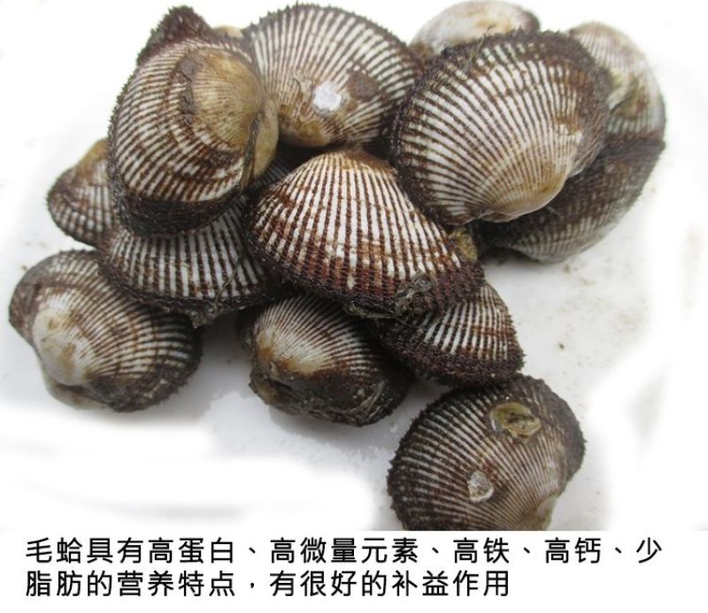 包邮鲜活毛蚶毛蛤血蛤送开壳器
