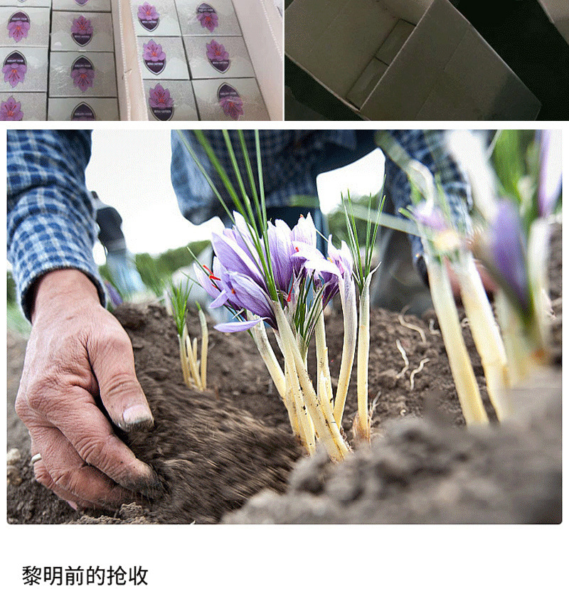 一手货源伊朗藏红花精品te级长丝整丝西红花藏红花传统滋补