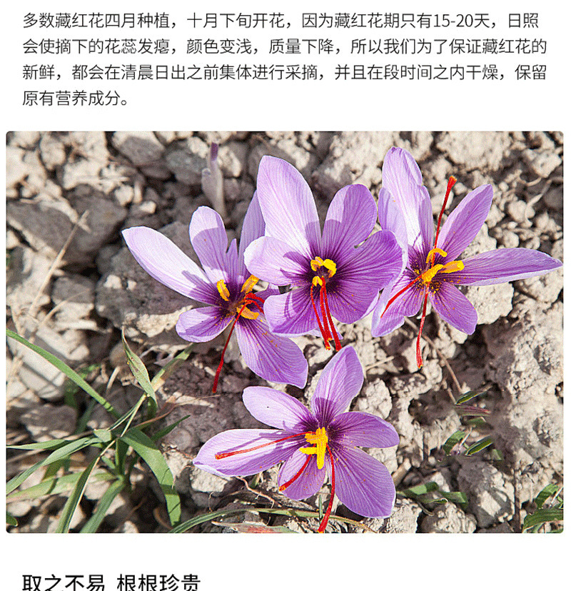 一手货源伊朗藏红花精品te级长丝整丝西红花藏红花传统滋补