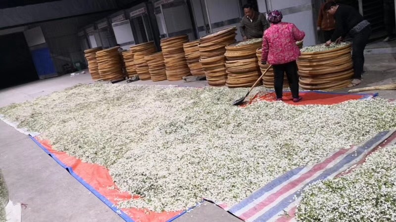 脱水干槐花果真了得坚持用心坚持原生产地直销