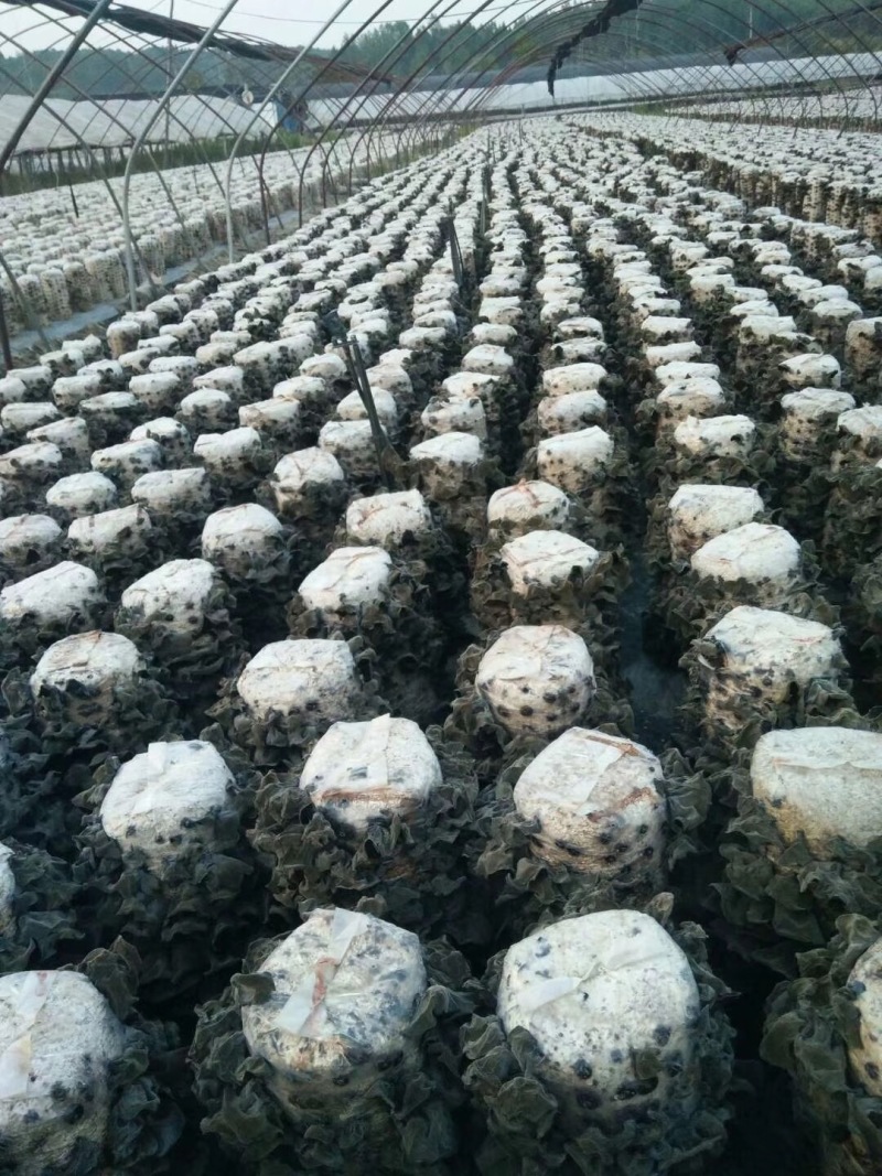 东北黑木耳精工手选一手货源常年有货