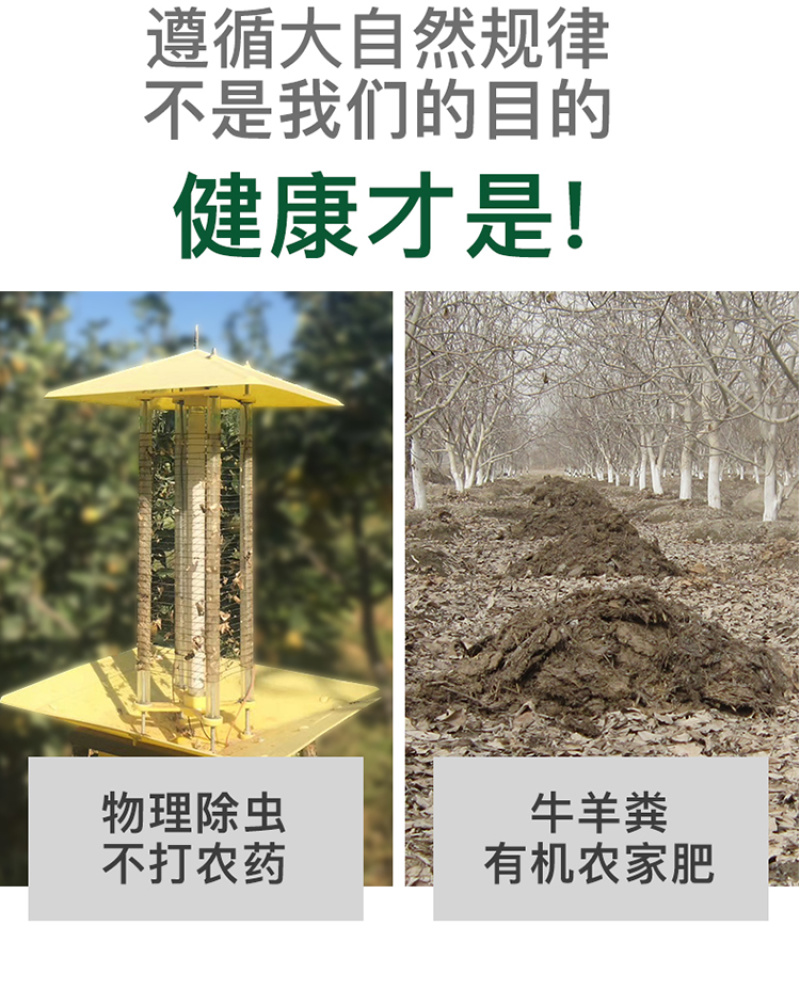 核桃薄皮新货5斤装一级新疆大黑桃185纸皮薄壳新鲜生原味