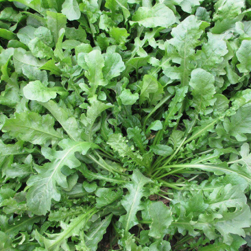 野生荠菜种子野菜阳台四季播菜籽盆栽地菜蔬菜种籽孑菜