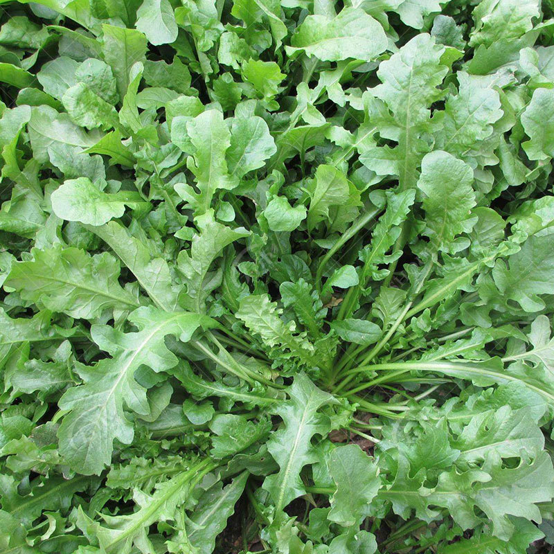 野生荠菜种子野菜阳台四季播菜籽盆栽地菜蔬菜种籽孑菜