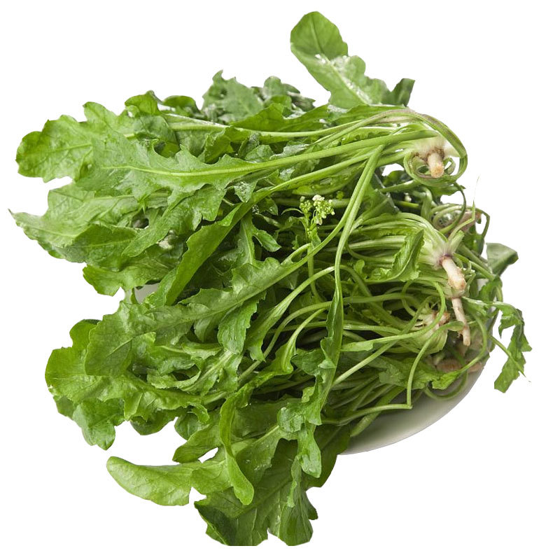 野生荠菜种子野菜阳台四季播菜籽盆栽地菜蔬菜种籽孑菜