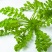 野生荠菜种子野菜阳台四季播菜籽盆栽地菜蔬菜种籽孑菜