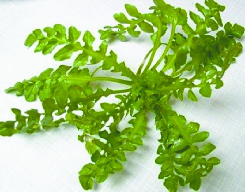 野生荠菜种子野菜阳台四季播菜籽盆栽地菜蔬菜种籽孑菜
