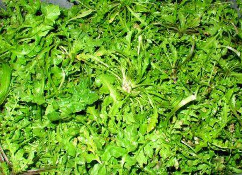 野生荠菜种子野菜阳台四季播菜籽盆栽地菜蔬菜种籽孑菜