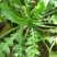 野生荠菜种子野菜阳台四季播菜籽盆栽地菜蔬菜种籽孑菜