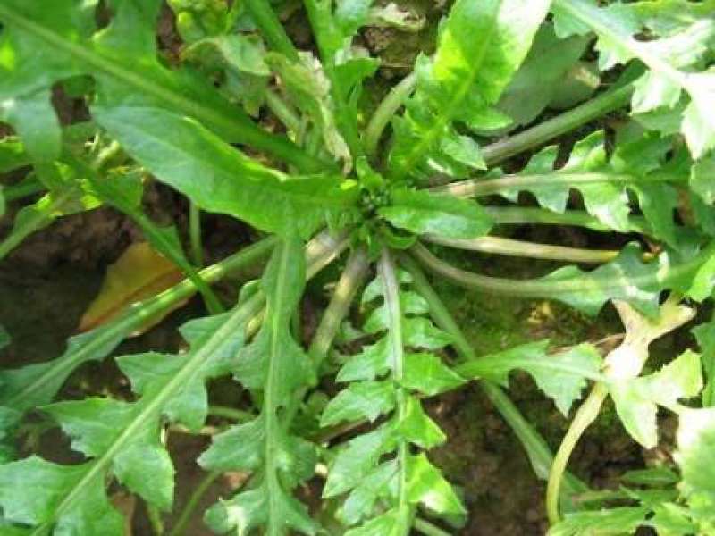 野生荠菜种子野菜阳台四季播菜籽盆栽地菜蔬菜种籽孑菜