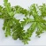 野生荠菜种子野菜阳台四季播菜籽盆栽地菜蔬菜种籽孑菜