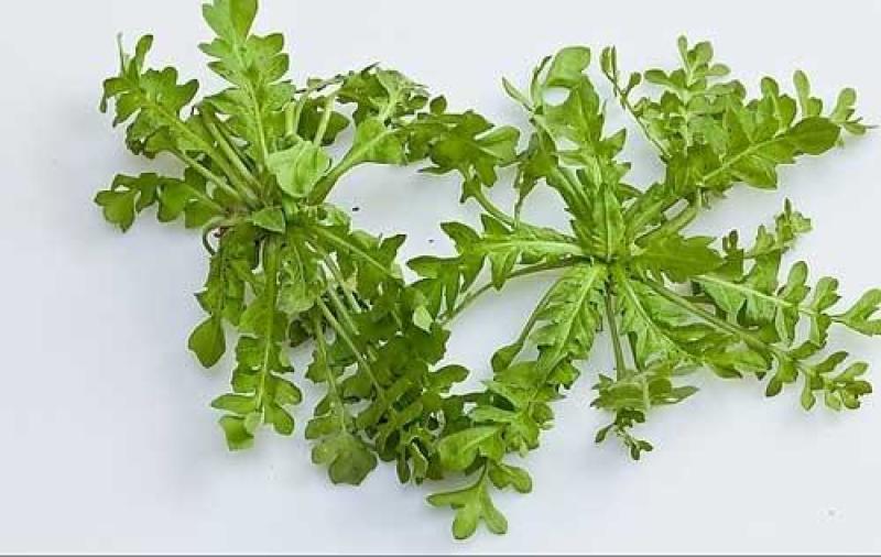 野生荠菜种子野菜阳台四季播菜籽盆栽地菜蔬菜种籽孑菜