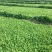 野生荠菜种子野菜阳台四季播菜籽盆栽地菜蔬菜种籽孑菜