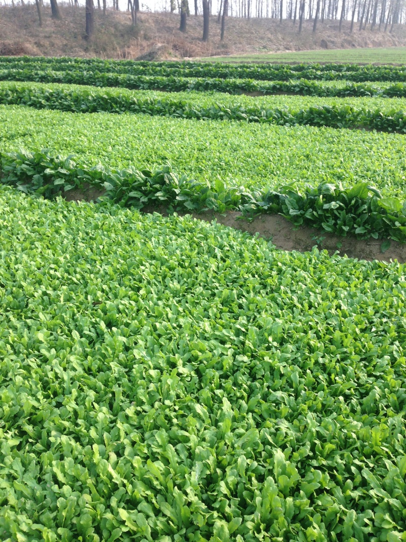 野生荠菜种子野菜阳台四季播菜籽盆栽地菜蔬菜种籽孑菜