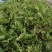 野生荠菜种子野菜阳台四季播菜籽盆栽地菜蔬菜种籽孑菜