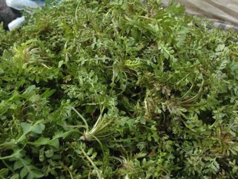 野生荠菜种子野菜阳台四季播菜籽盆栽地菜蔬菜种籽孑菜