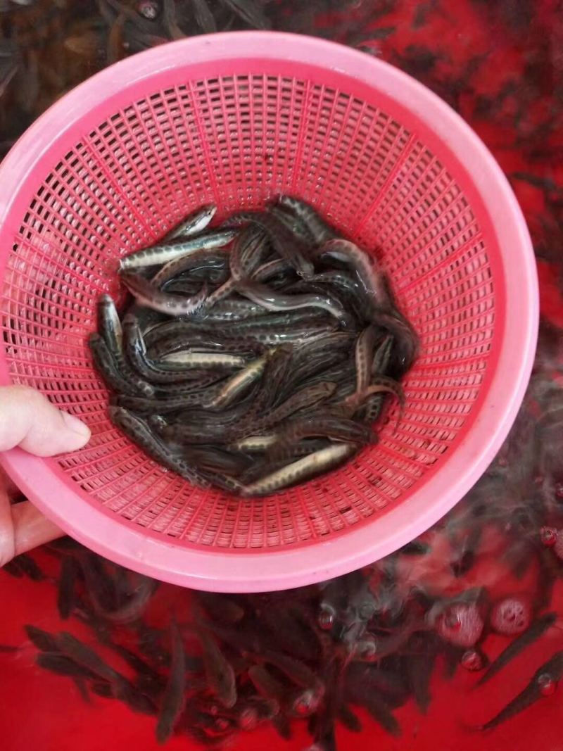 【黑鱼苗】，广东杂交生鱼、斑鱼、乌鱼苗、乌鳢鱼、全国发货