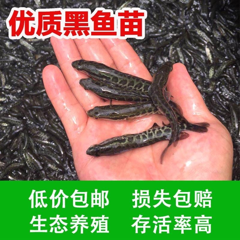 【黑鱼苗】，广东杂交生鱼、斑鱼、乌鱼苗、乌鳢鱼、全国发货